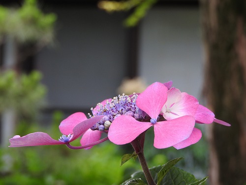 恵光院19