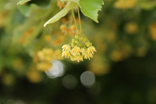 菩提樹6