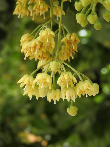 菩提樹19
