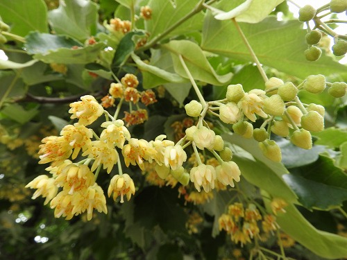 菩提樹10