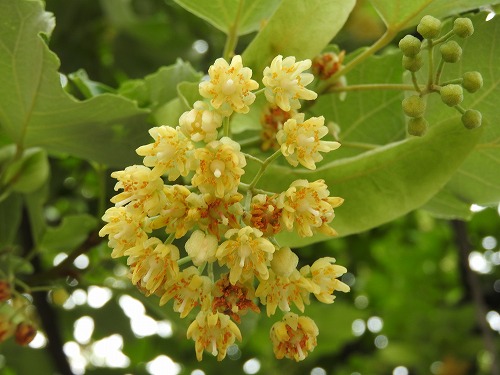 菩提樹11