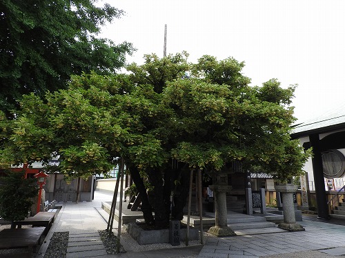 菩提樹3