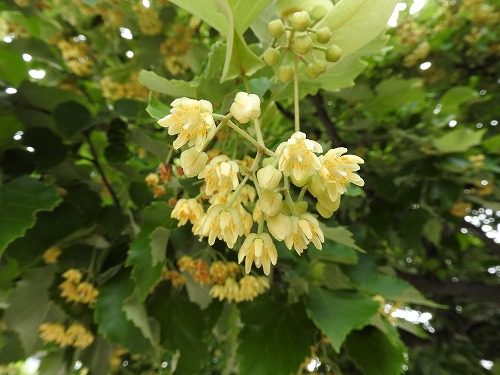 菩提樹13