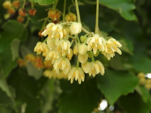 菩提樹14