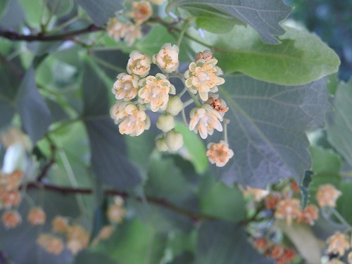 菩提樹17