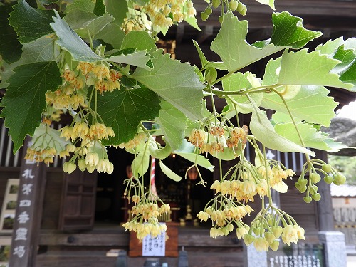 菩提樹2