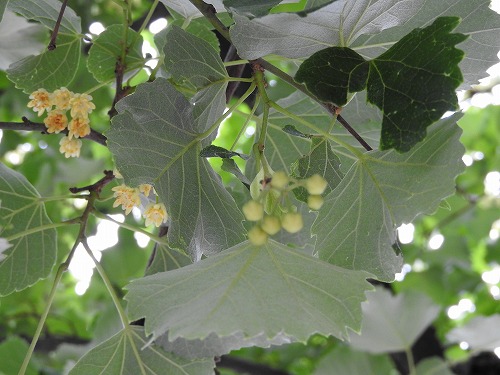菩提樹16