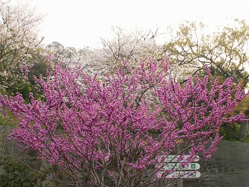 文字ヶ関公園13