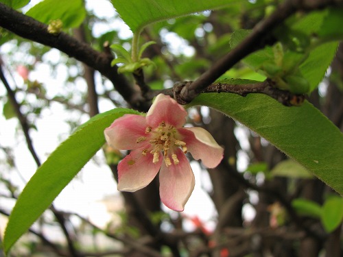 和布刈公園5