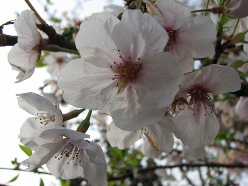 和布刈公園4
