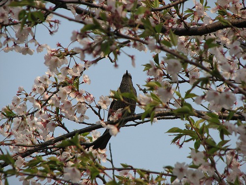 和布刈公園2