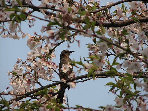 和布刈公園3