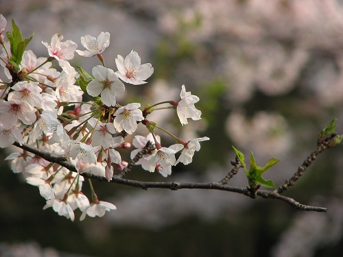 和布刈公園9