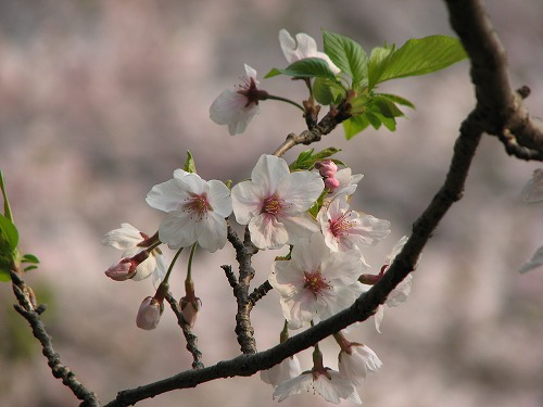和布刈公園10