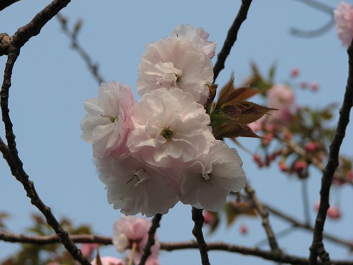 和布刈公園14