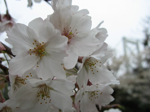 和布刈公園20