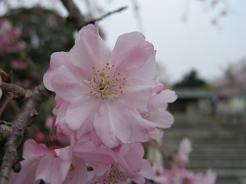 和布刈公園29