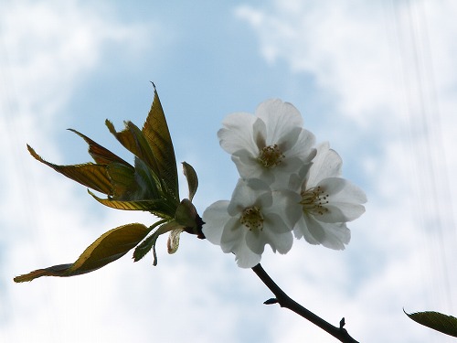 和布刈公園30