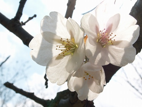 和布刈公園32