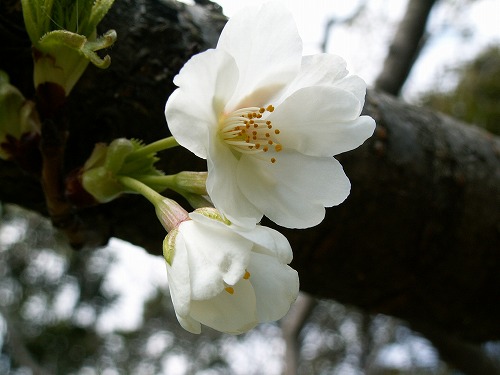 和布刈公園34