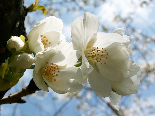 和布刈公園35