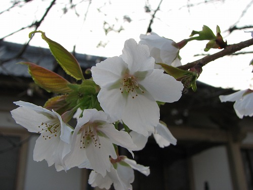 真光寺28