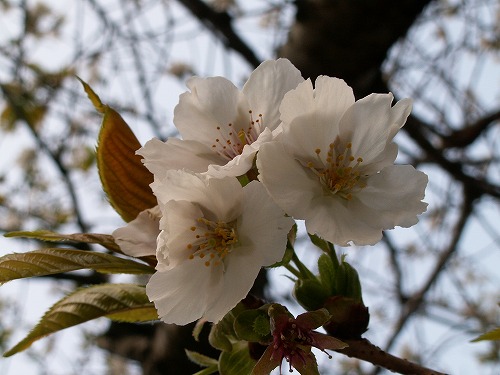 真光寺30