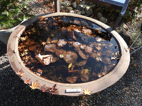 白野江植物公園25
