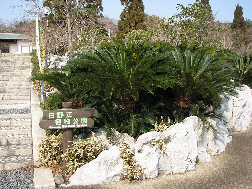 白野江植物公園6