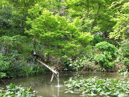 白野江植物公園12