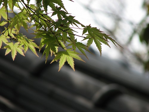 白野江植物公園13