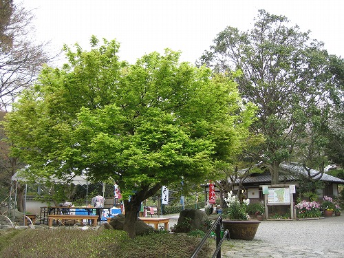 白野江植物公園14