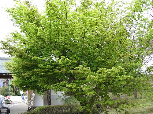 白野江植物公園15