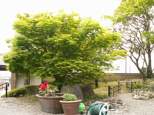 白野江植物公園19
