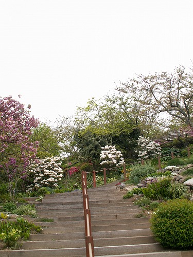 白野江植物公園21