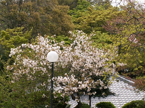白野江植物公園20