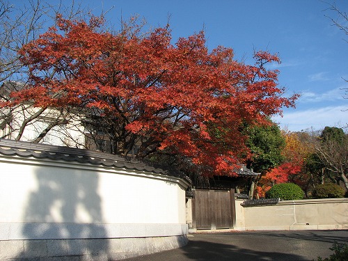 紅葉1