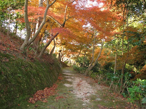 紅葉4