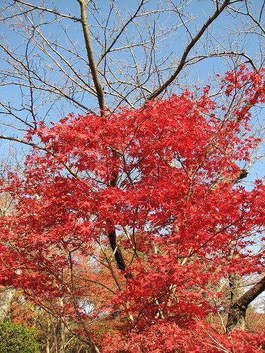 紅葉20