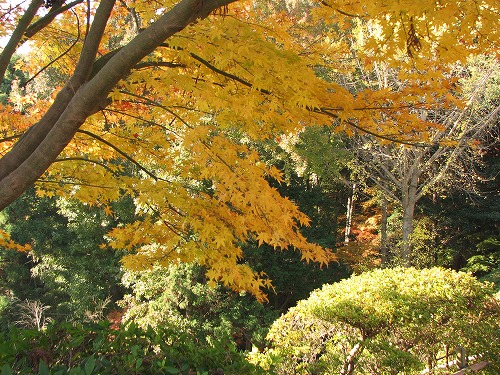 紅葉5