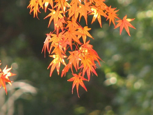 紅葉6