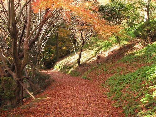 紅葉7