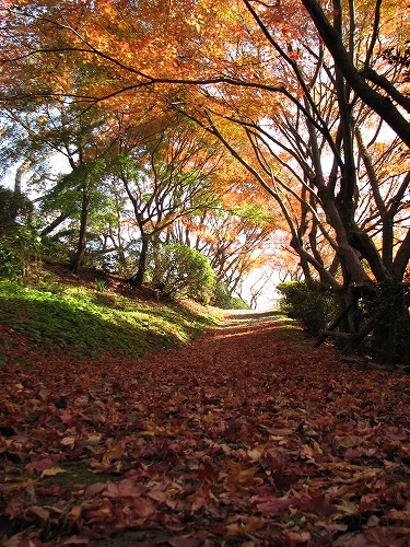 紅葉21
