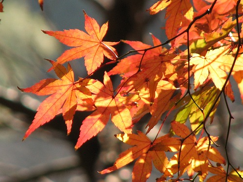 紅葉8