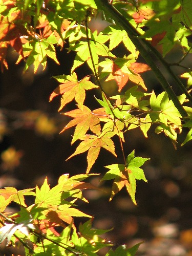 紅葉19