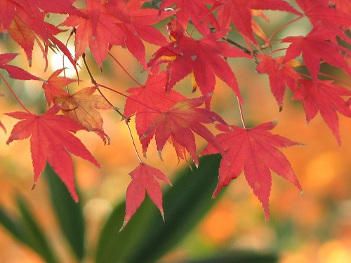 紅葉9
