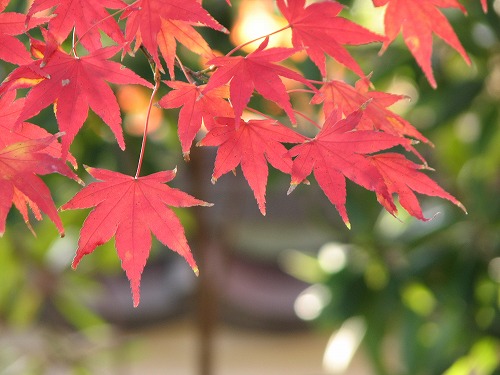 紅葉10
