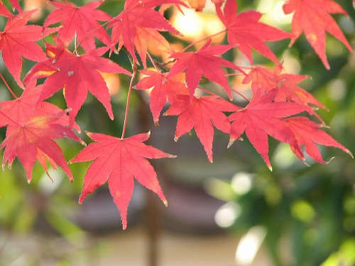 紅葉11