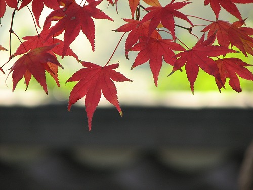 紅葉12