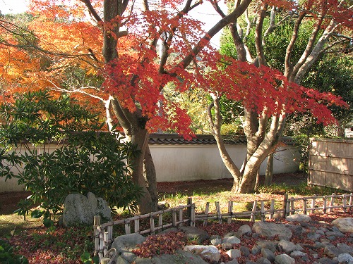 紅葉14
